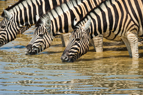 Windhoek: Etosha National Park and Swakopmund Tour