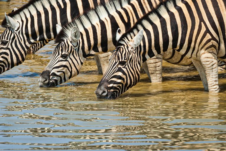 Windhoek: Etosha Nationaal Park en Swakopmund Tour