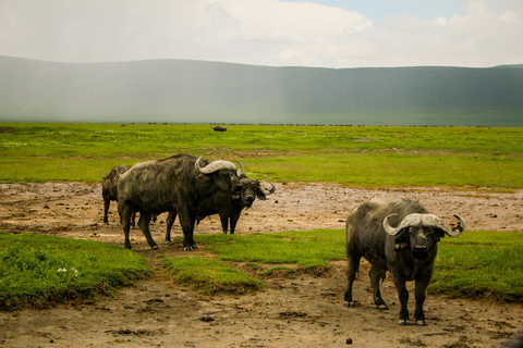 Tanzania: 5-Day Tarangire, Ndutu, and Ngorongoro Safari