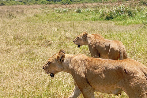 Nairobi: Amboseli National Park and Maasai Village Day Trip