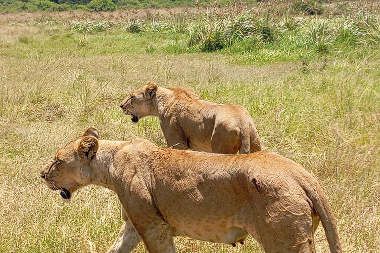 Nairobi: Amboseli National Park and Maasai Village Day Trip