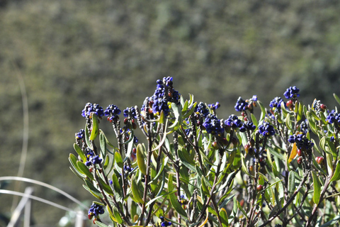 Quito: Cotopaxi National Park Hiking and Biking Tour