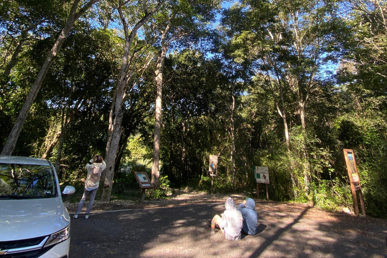 Bacalar: Calakmul Ruins Day Trip with a Stop In The Jungle