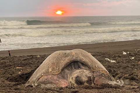 Tamarindo: Turtle Watching Night Tour with Expert Naturalist