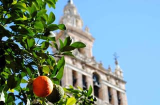 Sevilla: Führung durch den Alcázar, die Kathedrale, die Giralda und das Viertel Santa Cruz