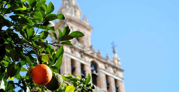 Seville: Alcázar, Cathedral, Giralda, and Santa Cruz Guided Tour