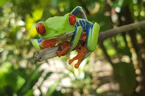 Rainforest Combo : Chocolate, Sloth & Nature