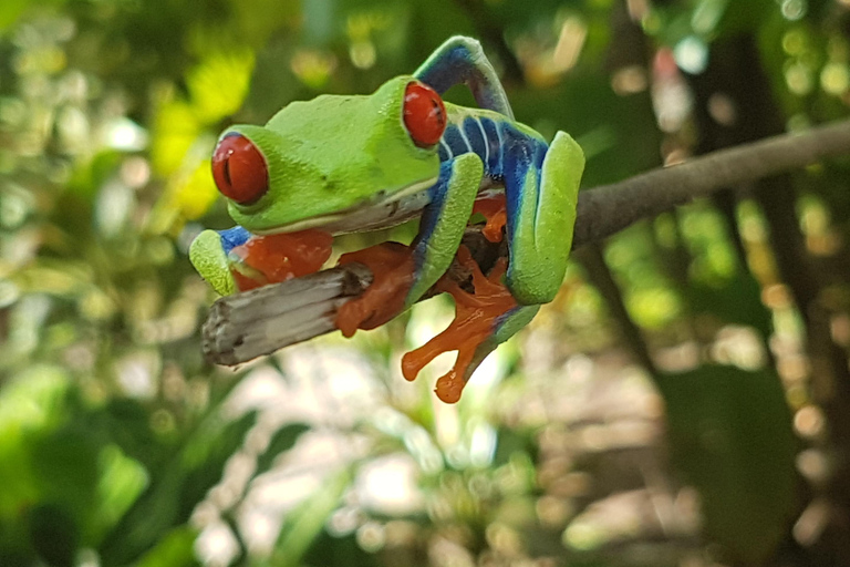 Rainforest Combo : Chocolate, Sloth & Nature