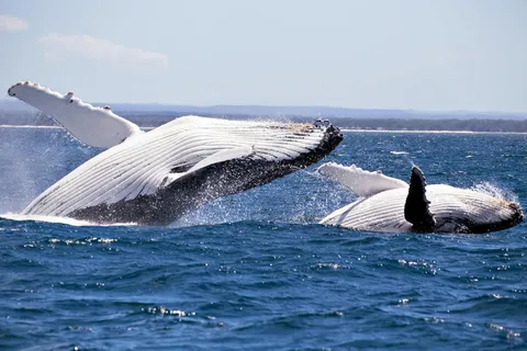 Trincomalee : Walvissen en dolfijnen kijken + Duiveneiland tour