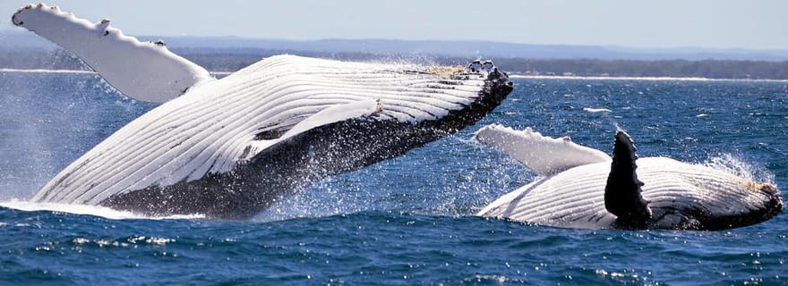Trincomalee : Observation des baleines et des dauphins + visite de l'île aux pigeons