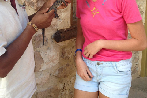 Djerba: Carriage Ride to Crocodil Park.