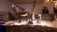 Monterrey, visite du musée du désert - Hizvo