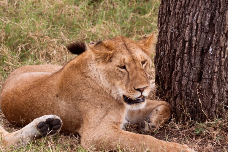 Budget 6-day Safari: Serengeti+Ngorongoro+Tarangire+Manyara