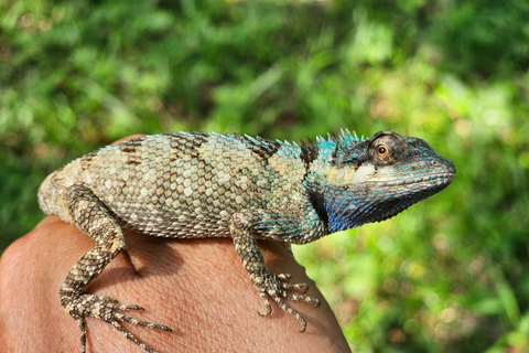 Santuario de My Son y Senderismo de Montaña - PeregrinaciónMi hijo Santuario Viaje de madrugada