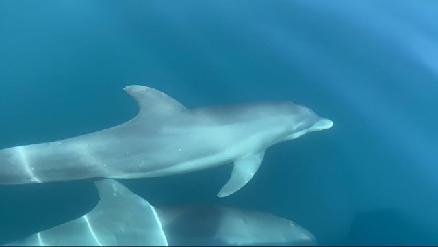 Visit Manzanillo Dolphin watching and Punta Mona Beach in Cahuita, Costa Rica