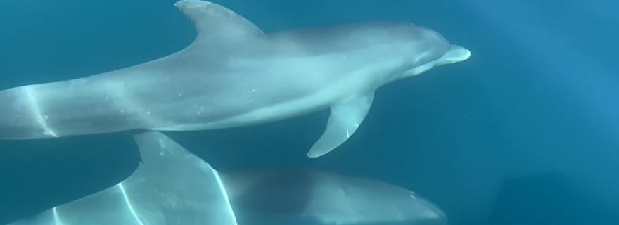Manzanillo : Observation des dauphins et plage de Punta Mona