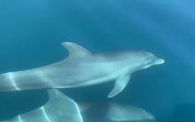Manzanillo: Dolphin watching and Punta Mona Beach