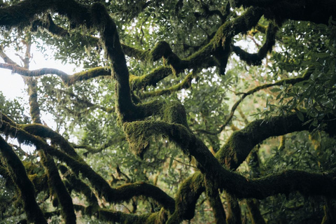 Funchal: Vereda do Fanal PR13 Hiking with Transfer & Guide