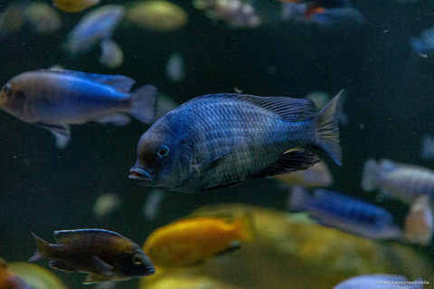 Río de Janeiro: ticket de entrada a AquaRio