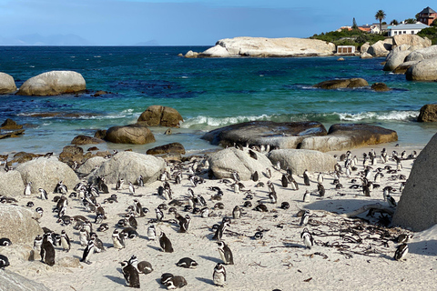 Ciudad del Cabo: Tour de un día por el Cabo de Buena Esperanza y los Pingüinos