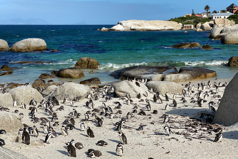 Ciudad del Cabo: Tour de un día por el Cabo de Buena Esperanza y los Pingüinos