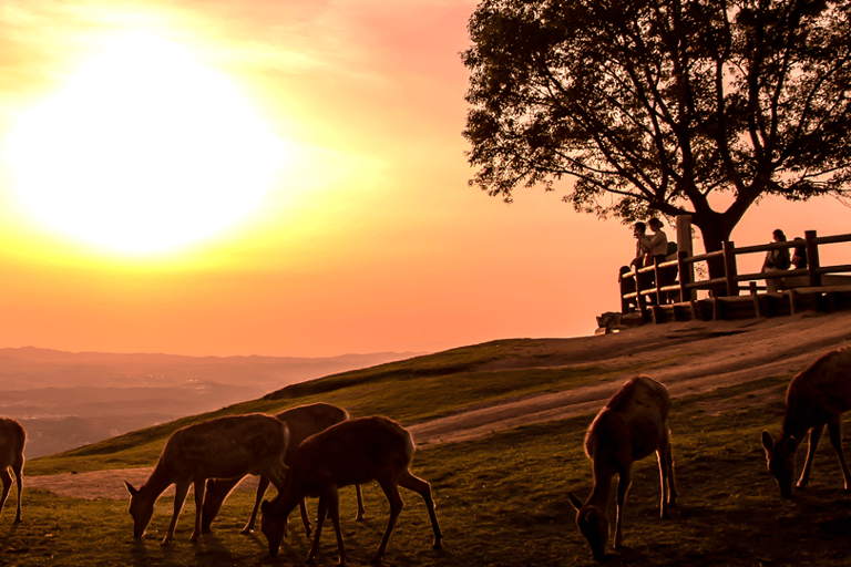 From Nara:Half-Day Bus Tour to UNESCO Heritage&Mt. Wakakusa 12:30 JR Nara Station East Exit