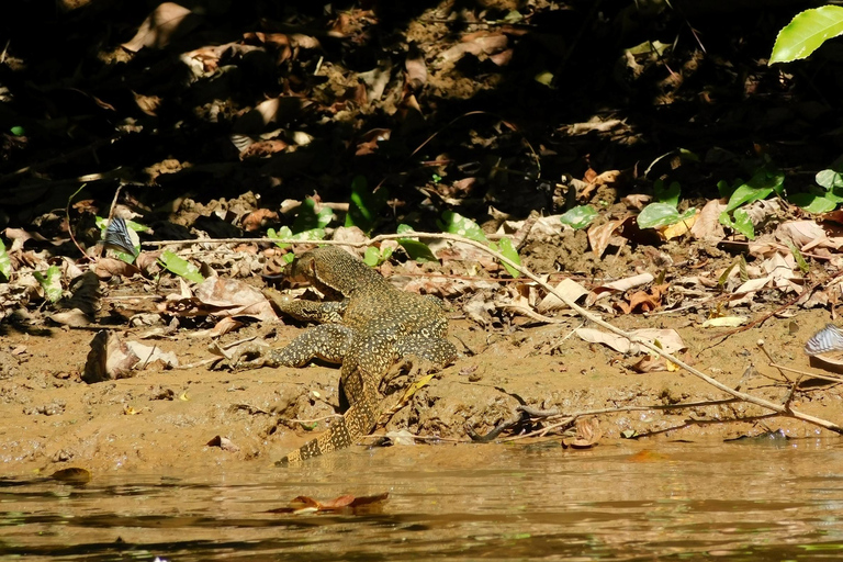 Khao Sok Jungle Day Trip - Jungle Trekking & Bamboo Rafting