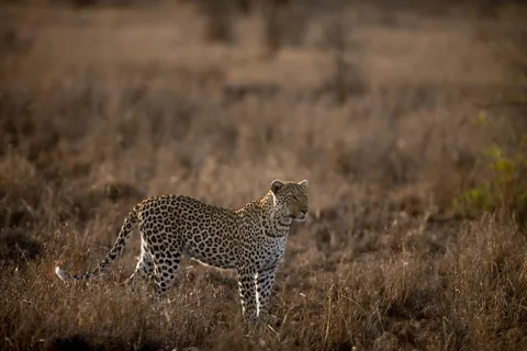Kenya: 9-Day Soft Trekking Safari