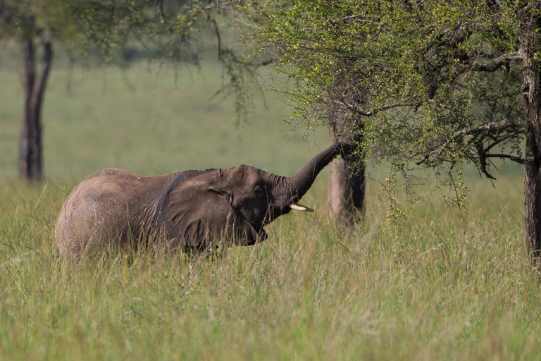 From Kampala/Entebbe: 3-Day Sipi Falls & Pian Upe Safari
