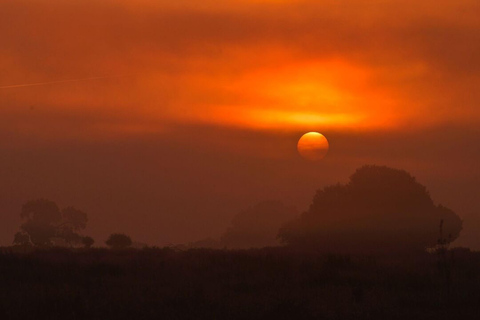 Descubre Doñana y el Lince Ibérico: Excursión de Naturaleza Premium