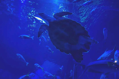 Jakarta Aquarium & Safari Entrance Ticket Regular Entrance Ticket Only