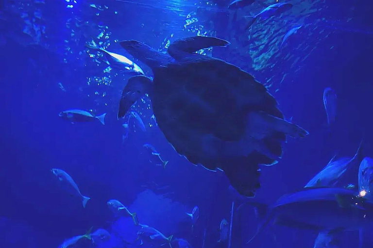 Jakarta Aquarium & Safari Entrance Ticket Regular Entrance Ticket Only