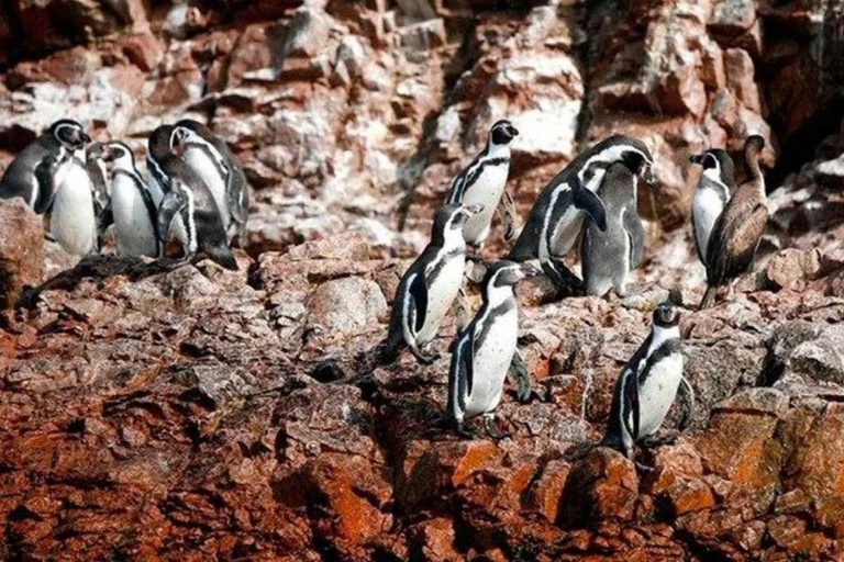 Observation of Marine Fauna in Ballestas Islands