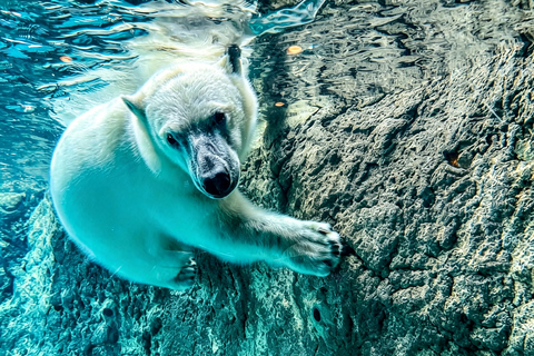 Sapporo: Asahiyama Zoo, Blue Pond & Chiyoda Farm Day Tour Private Sightseeing Tours