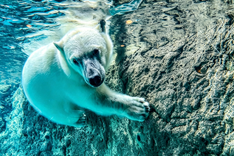 Sapporo: Asahiyama Zoo, Blue Pond & Chiyoda Farm Day Tour Private Sightseeing Tours