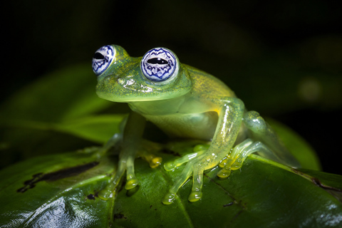 Night Walk La Fortuna: Private Rainforest Guided Wildlife