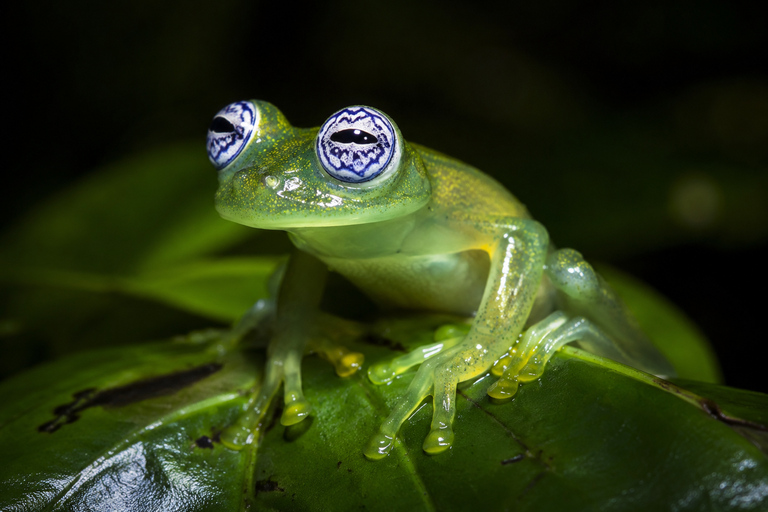 Night Walk La Fortuna: Private Rainforest Guided Wildlife