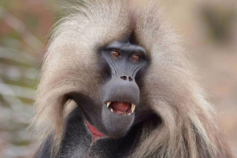 3 Days Short excursion around Addis Ababa