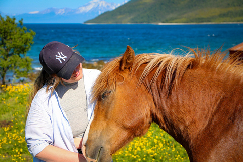 Tromsø: Lyngen Reiten Erlebnis