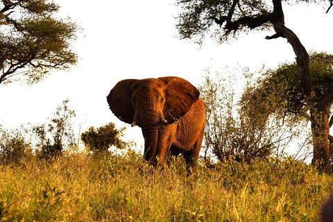 Salt Lick Safari Lodge: tour di 2 giorni da Nairobi o MombasaNairobi o Mombasa: tour di 2 giorni al Salt Lick Safari Lodge