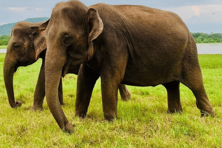 Excursión a la Roca de Sigiriya y Safari en Jeep por Minneriya Sri Lanka