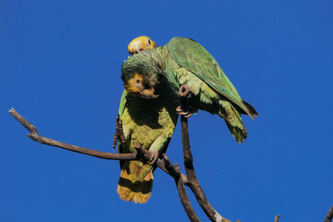 From São Paulo: 5-Day Serra da Canastra Wildlife Safari