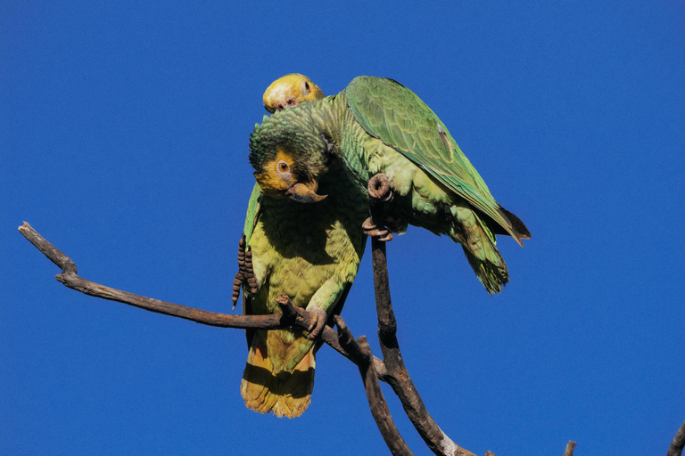From São Paulo: 5-Day Serra da Canastra Wildlife Safari