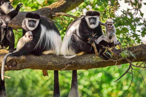 مغامرة أروشا: رحلة ليوم واحد إلى الحديقة الوطنية وسوق الماساي