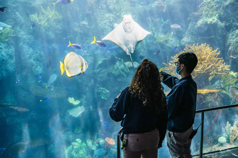 Acuario del Pacífico, LA: ticket sin colas en la taquilla