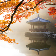 Busan: Naejangsan National Park Autumn Foliage One Day Tour Busan: Naejangsan National Park Autumn Foliage One Day Tour
