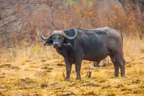Safari de 2 días por el Lago Manyara y el Ngorongoro, en Tanzania.