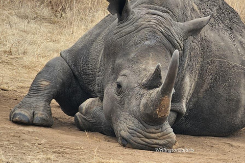 Nairobi National Park Half Day Guided Safaris in 4x4 Vehicle Private Half Day Guided Safaris in 4x4 Open roofed Van