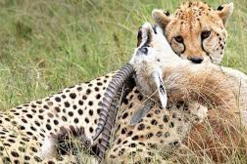 From Mombasa: 3-Day Private Tsavo East Safari with Lodging