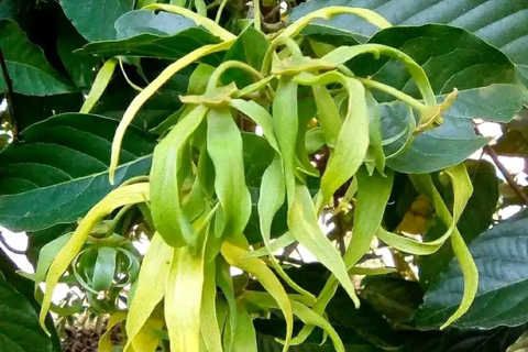 Zanzibar: Spice Farm, Stone Town or Jozani Forest with lunch Spice Farm Experience with lunch – (No Transport)